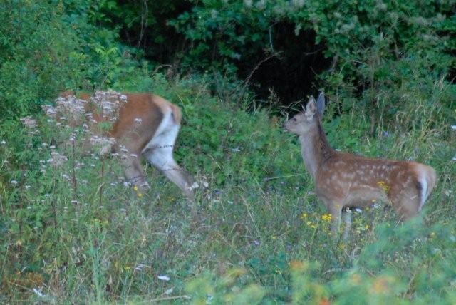 QUIZ:  INDOVINA L''UNGULATO!!! (per i non 